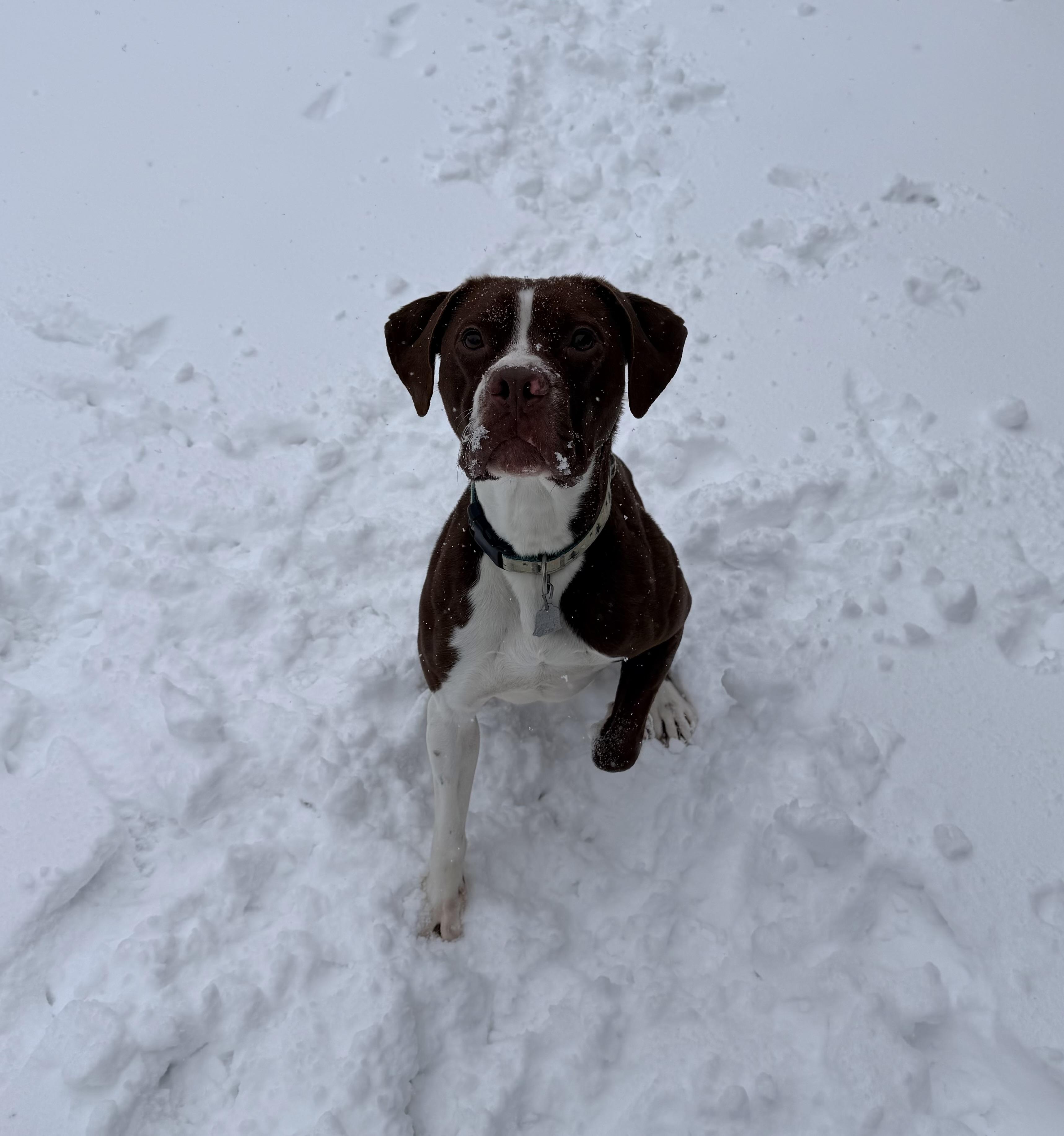 Enlarge Jedi, a Adoptable mixed breed in Brooks, ME image 1/6