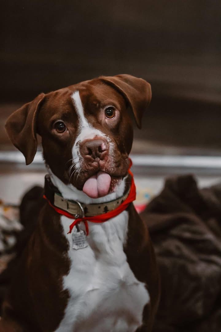 Jedi, a Adoptable mixed breed in Brooks, ME image 2/4