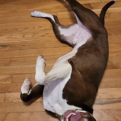 Jedi, a Adoptable mixed breed in Brooks, ME image 1/4