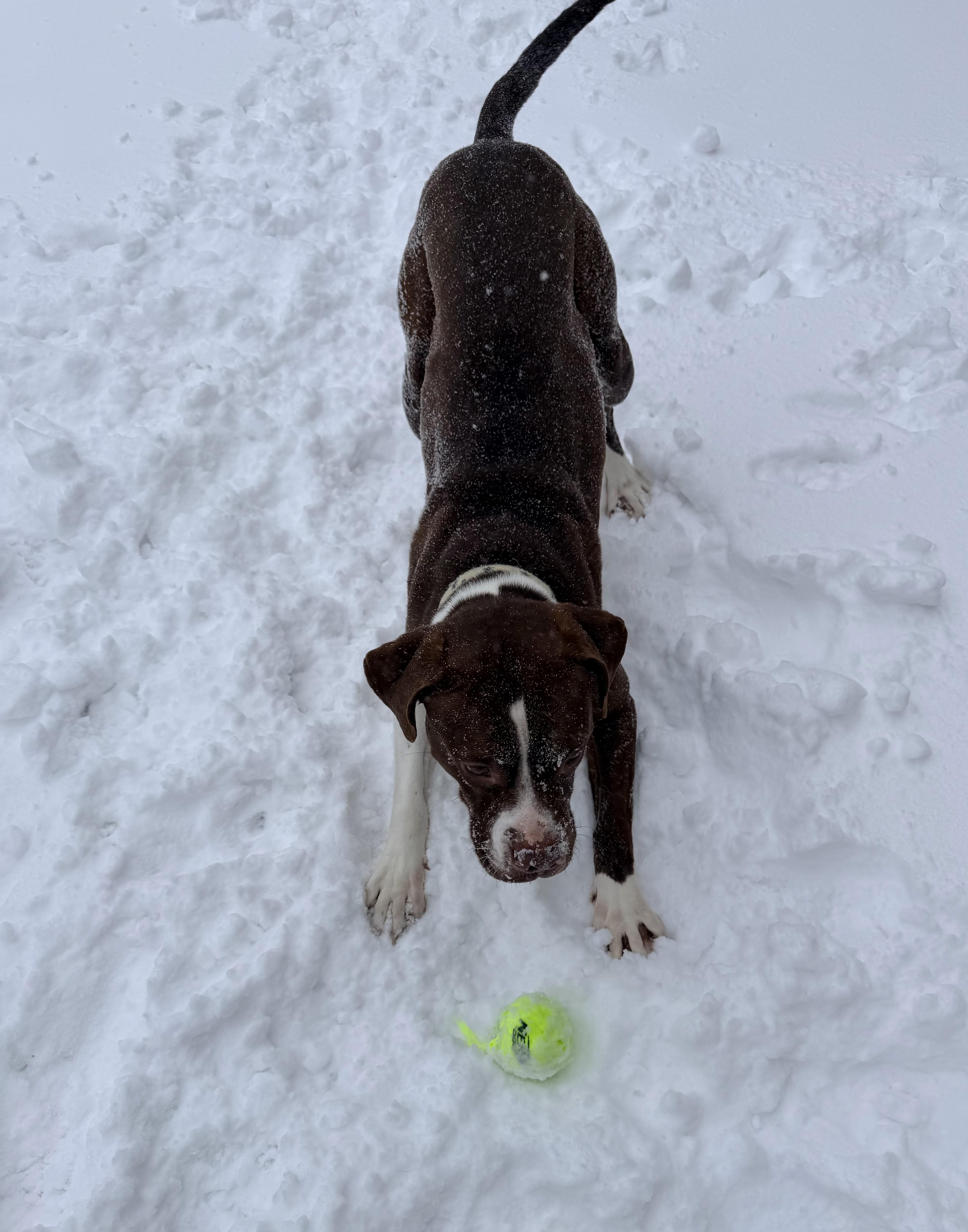 Enlarge Jedi, a Adoptable mixed breed in Brooks, ME image 6/6