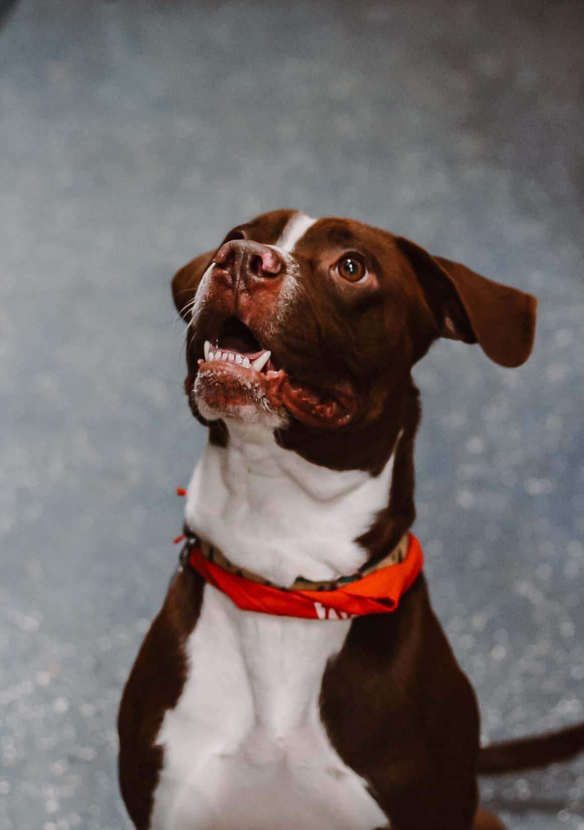 Jedi, a Adoptable mixed breed in Brooks, ME image 3/4