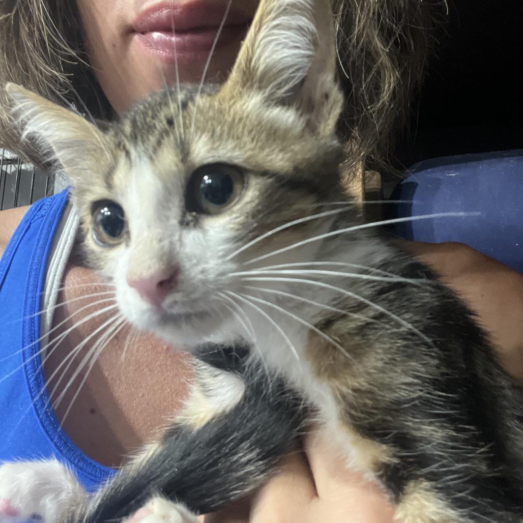 Enlarge Yota, a Adoptable Domestic Short Hair in Aledo, TX image 1/6