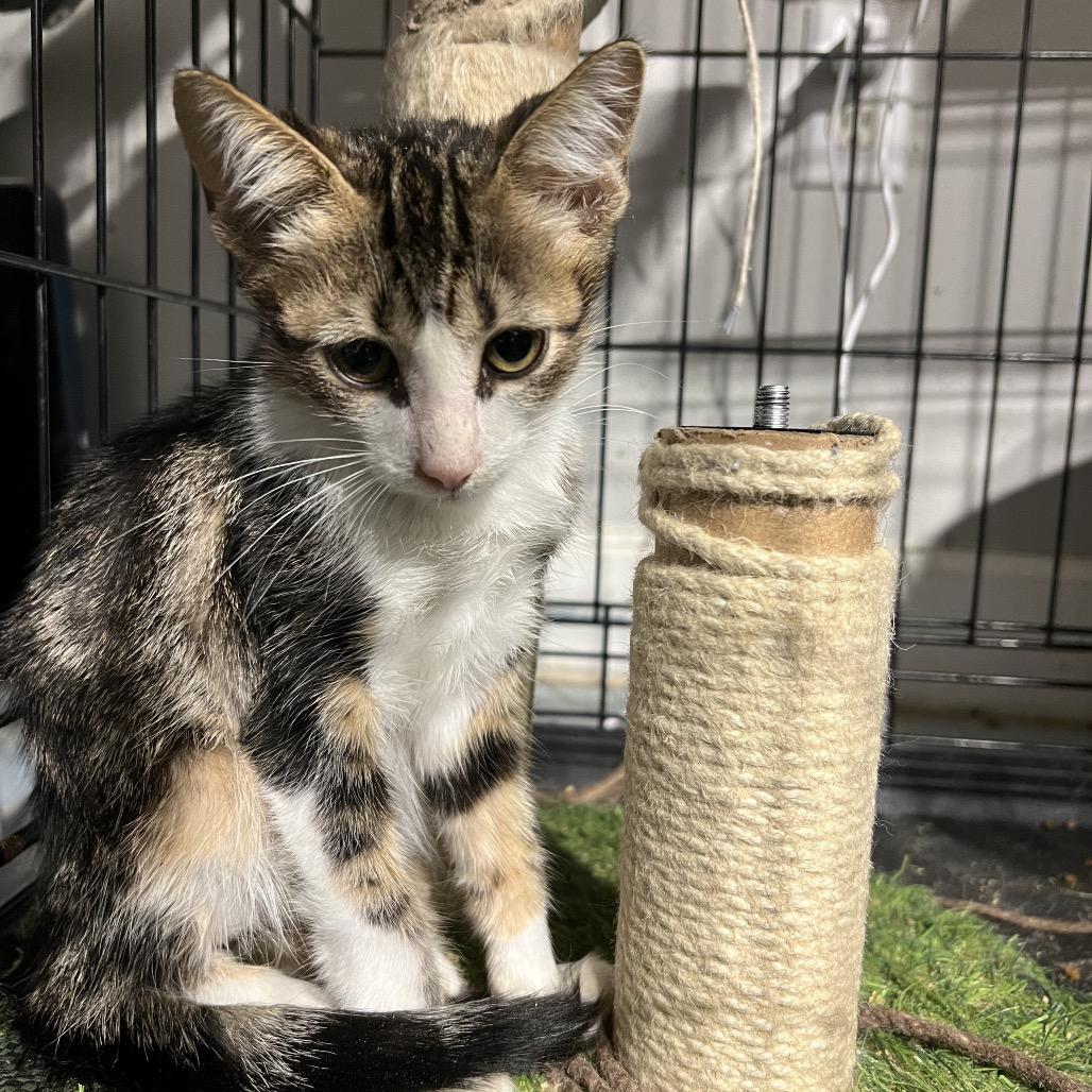 Enlarge Yota, a Adoptable Domestic Short Hair in Aledo, TX image 2/6