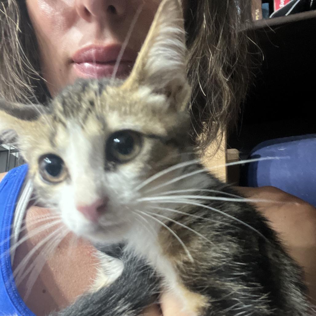 Enlarge Yota, a Adoptable Domestic Short Hair in Aledo, TX image 3/6