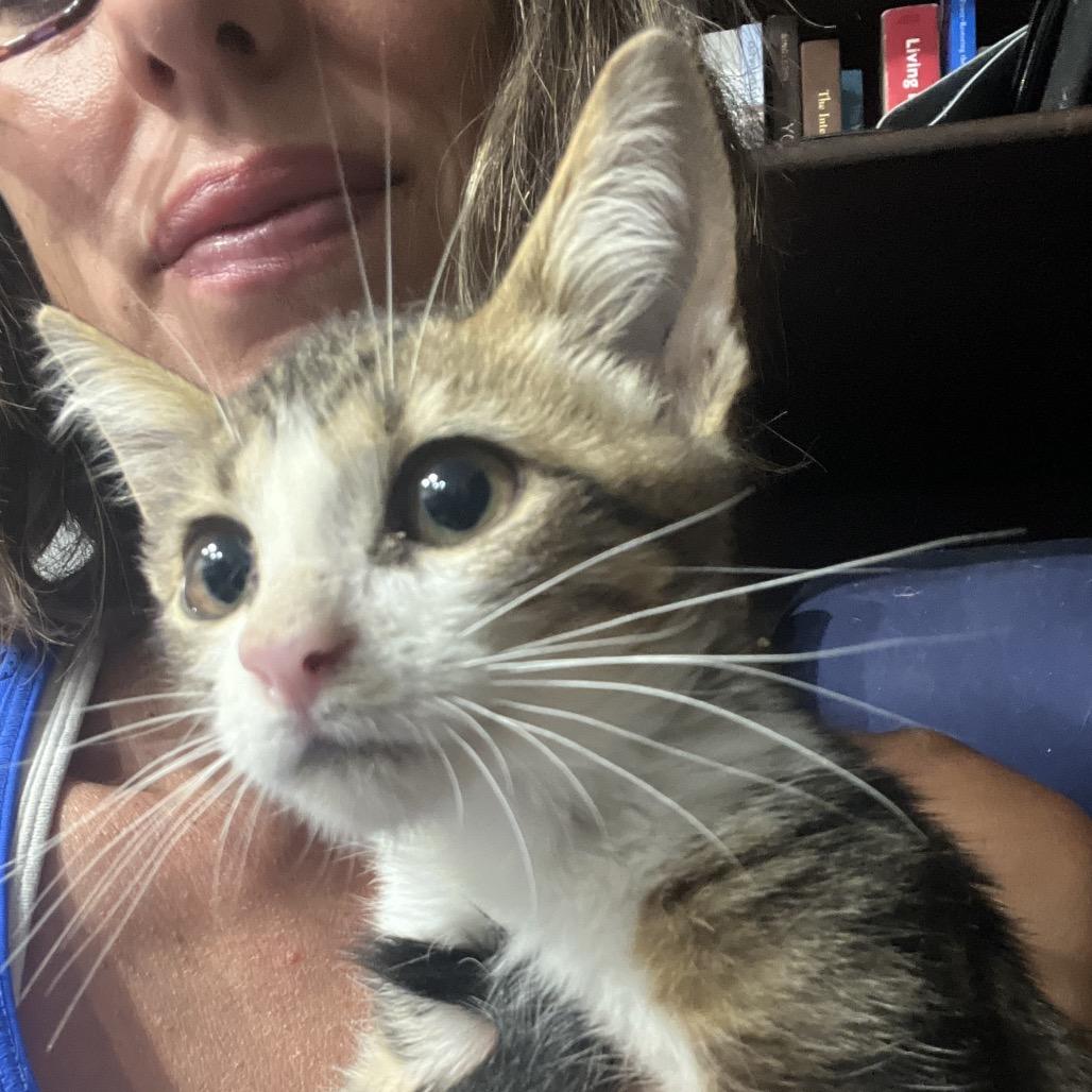 Enlarge Yota, a Adoptable Domestic Short Hair in Aledo, TX image 4/6