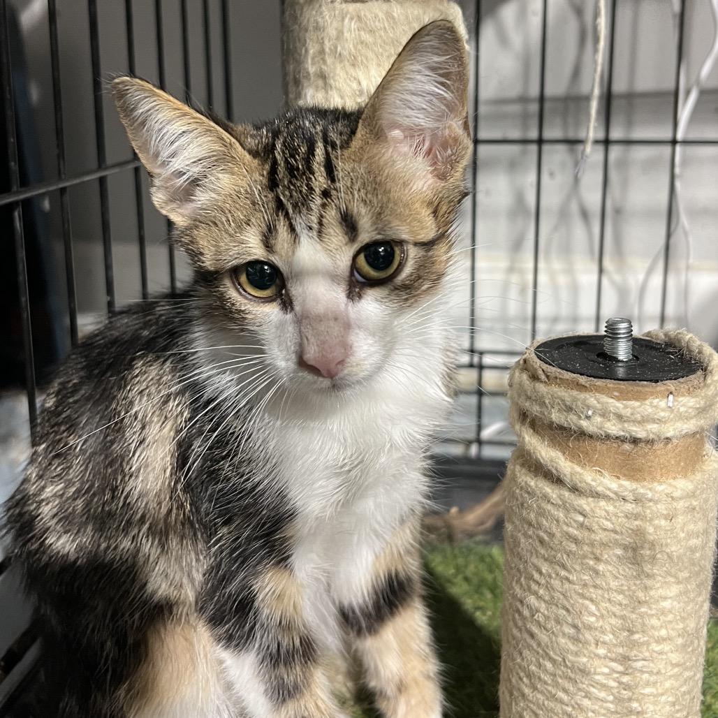 Enlarge Yota, a Adoptable Domestic Short Hair in Aledo, TX image 5/6