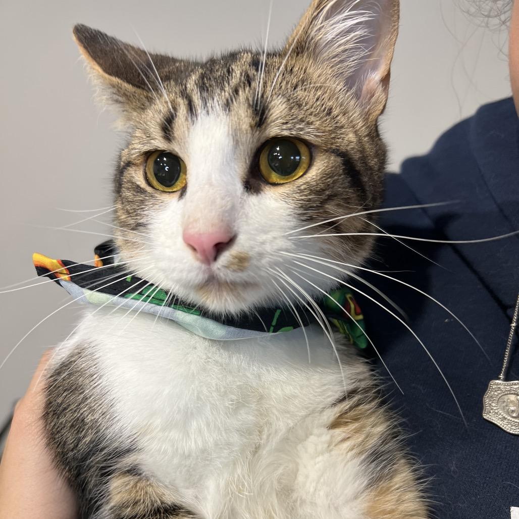 Enlarge Yota, a Adoptable Domestic Short Hair in Aledo, TX image 6/6