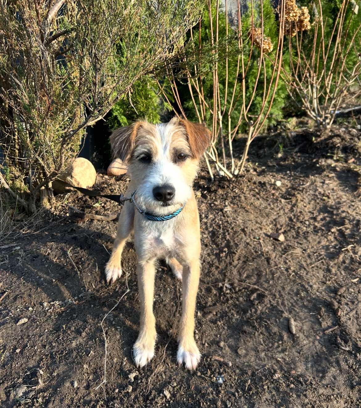 Camilla, Adopted, Young Female Terrier.