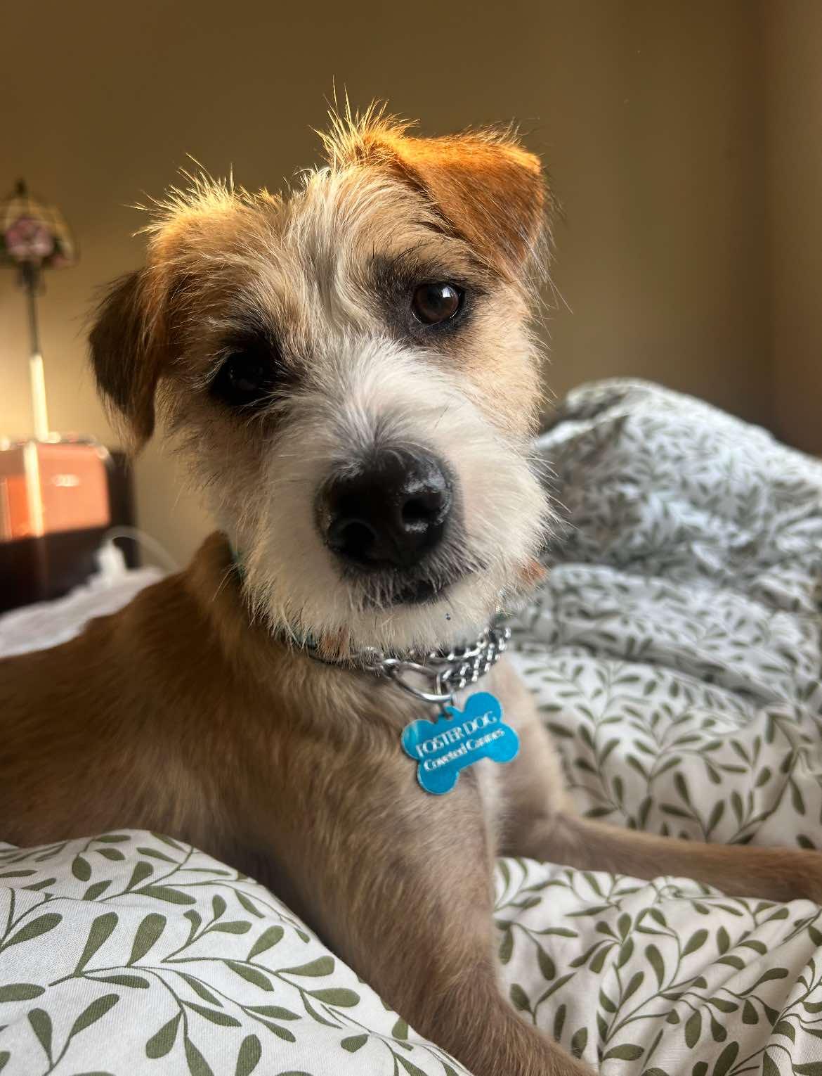 Camilla, a Adopted mixed breed in Toronto, ON image 2/6