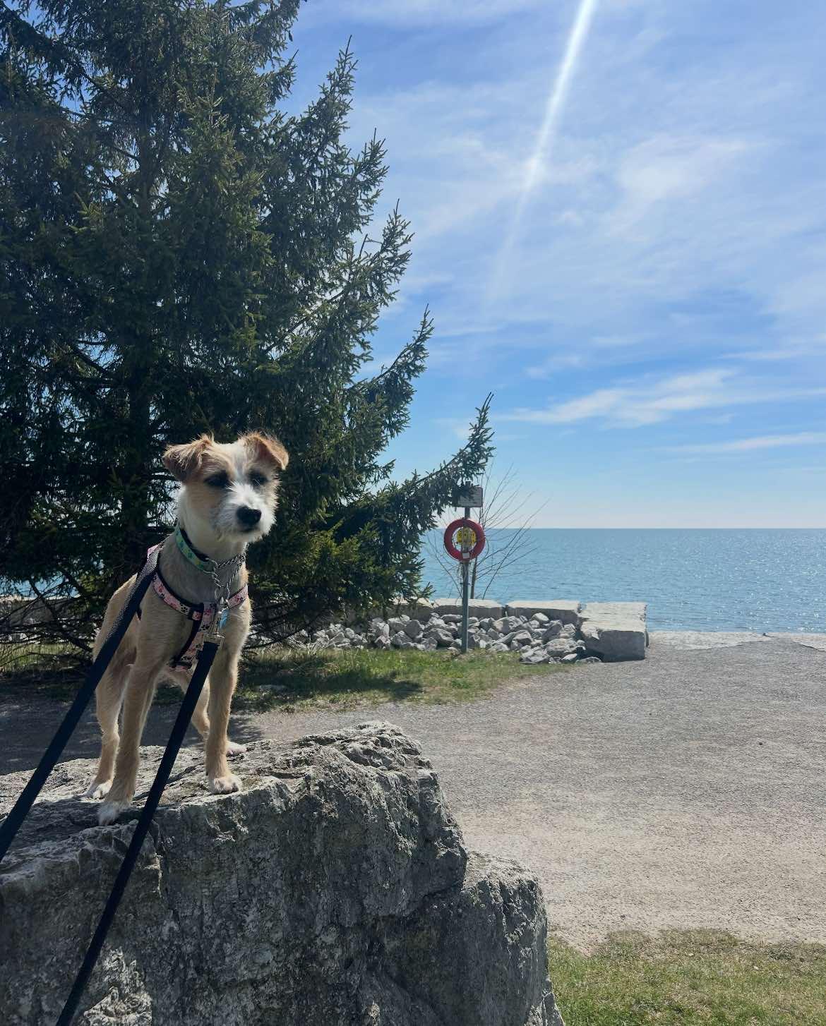Camilla, a Adopted mixed breed in Toronto, ON image 3/6