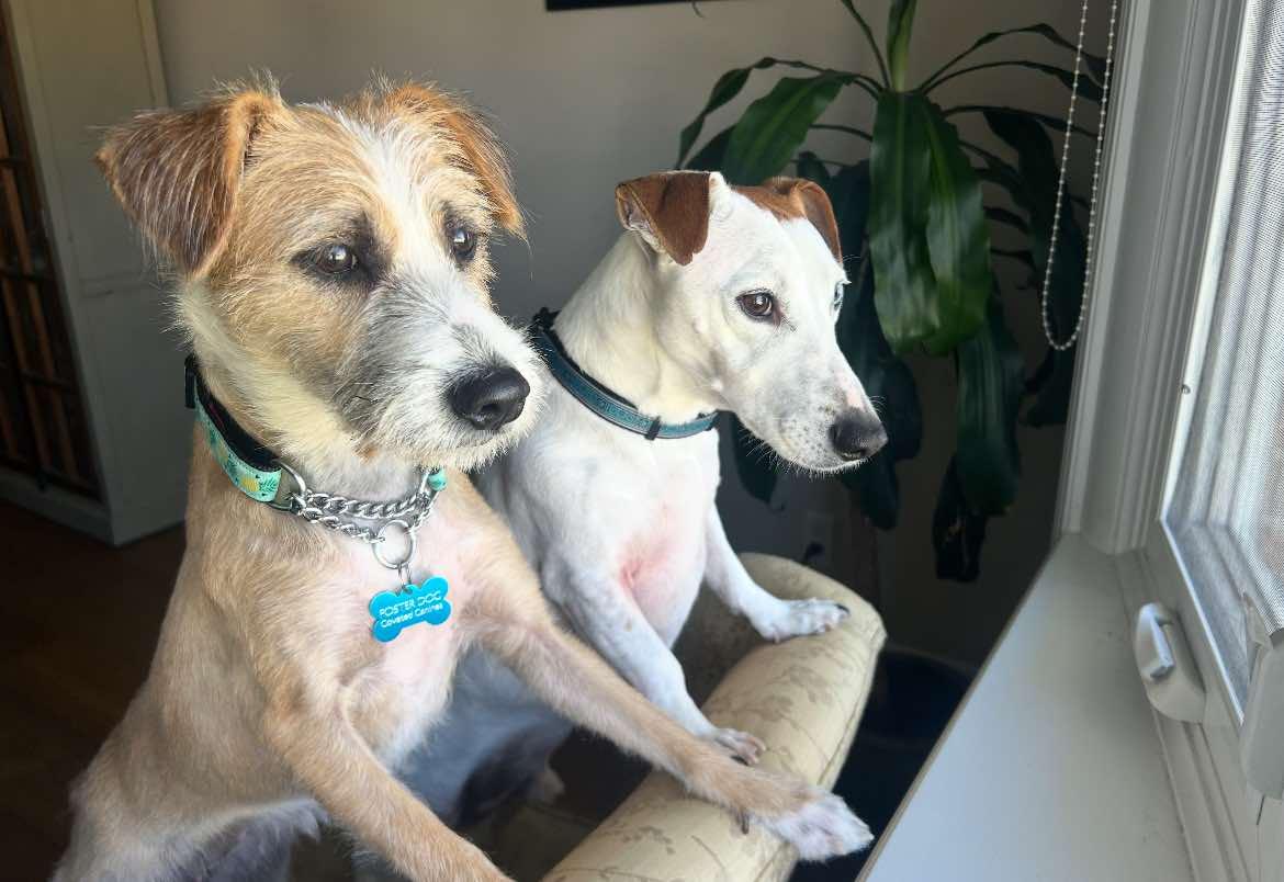 Camilla, a Adopted mixed breed in Toronto, ON image 4/6