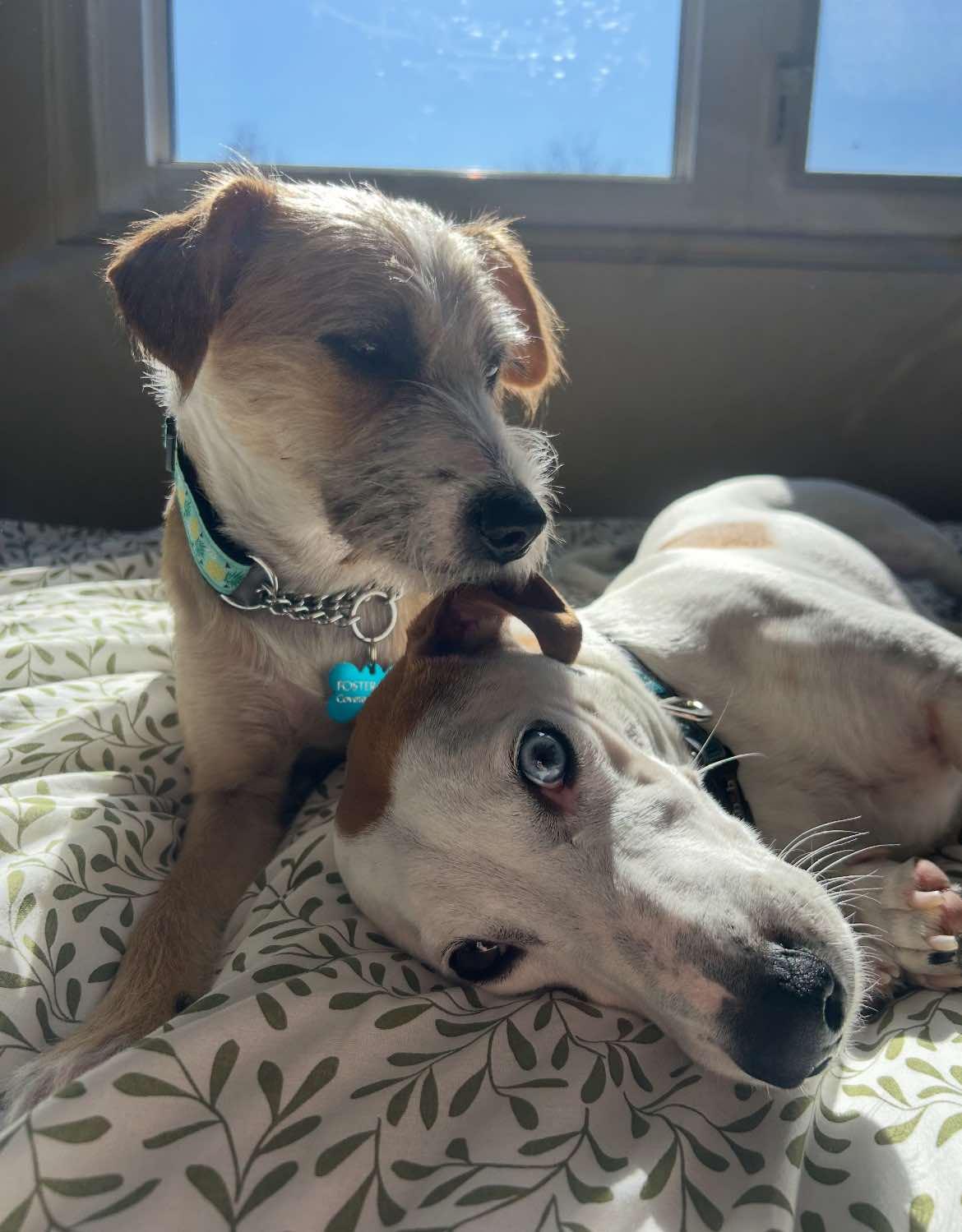 Camilla, a Adopted mixed breed in Toronto, ON image 5/6