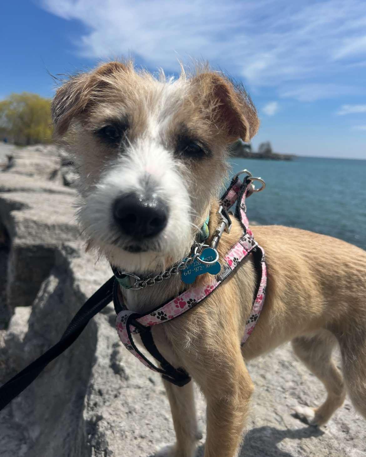 Camilla, a Adopted mixed breed in Toronto, ON image 6/6