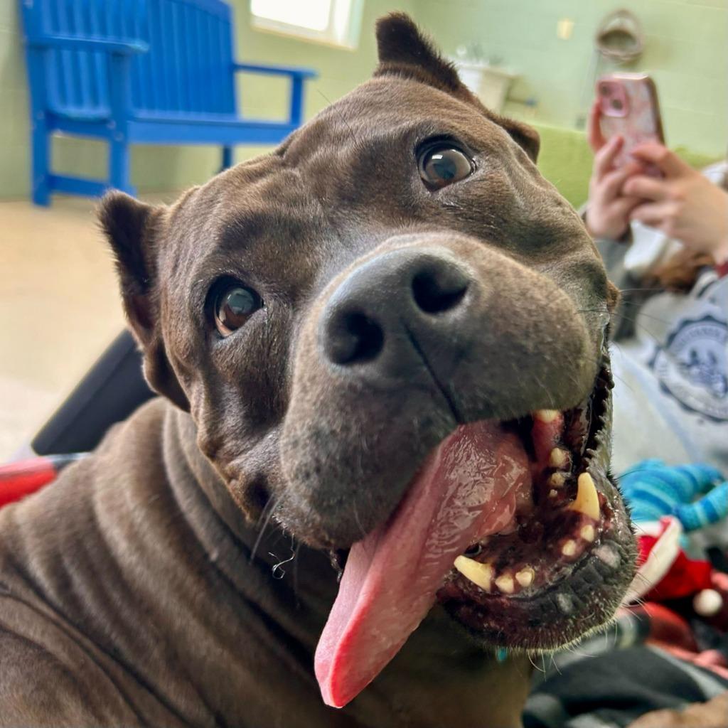 Hershey, Adoptable, Senior Female Pit Bull Terrier & Mixed Breed.