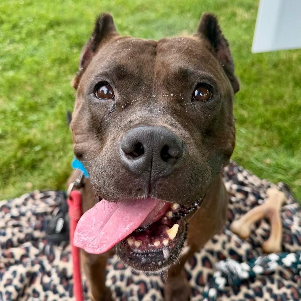 Enlarge Hershey, a Adoptable mixed breed in State College, PA image 2/6