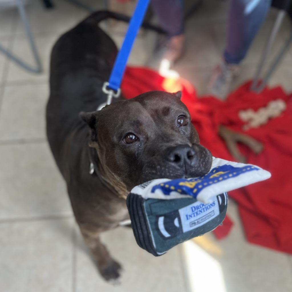 Enlarge Hershey, a Adoptable mixed breed in State College, PA image 3/6