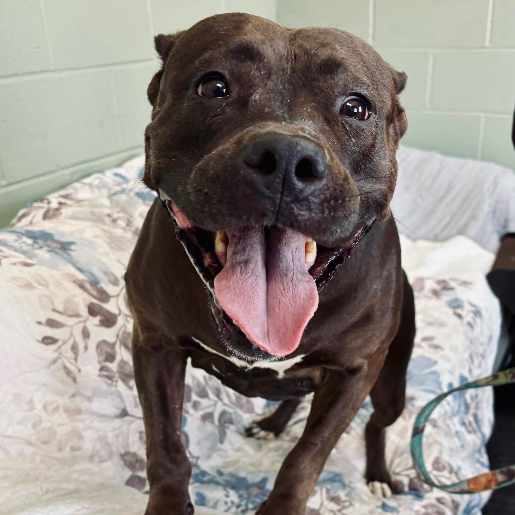 Enlarge Hershey, a Adoptable mixed breed in State College, PA image 4/6