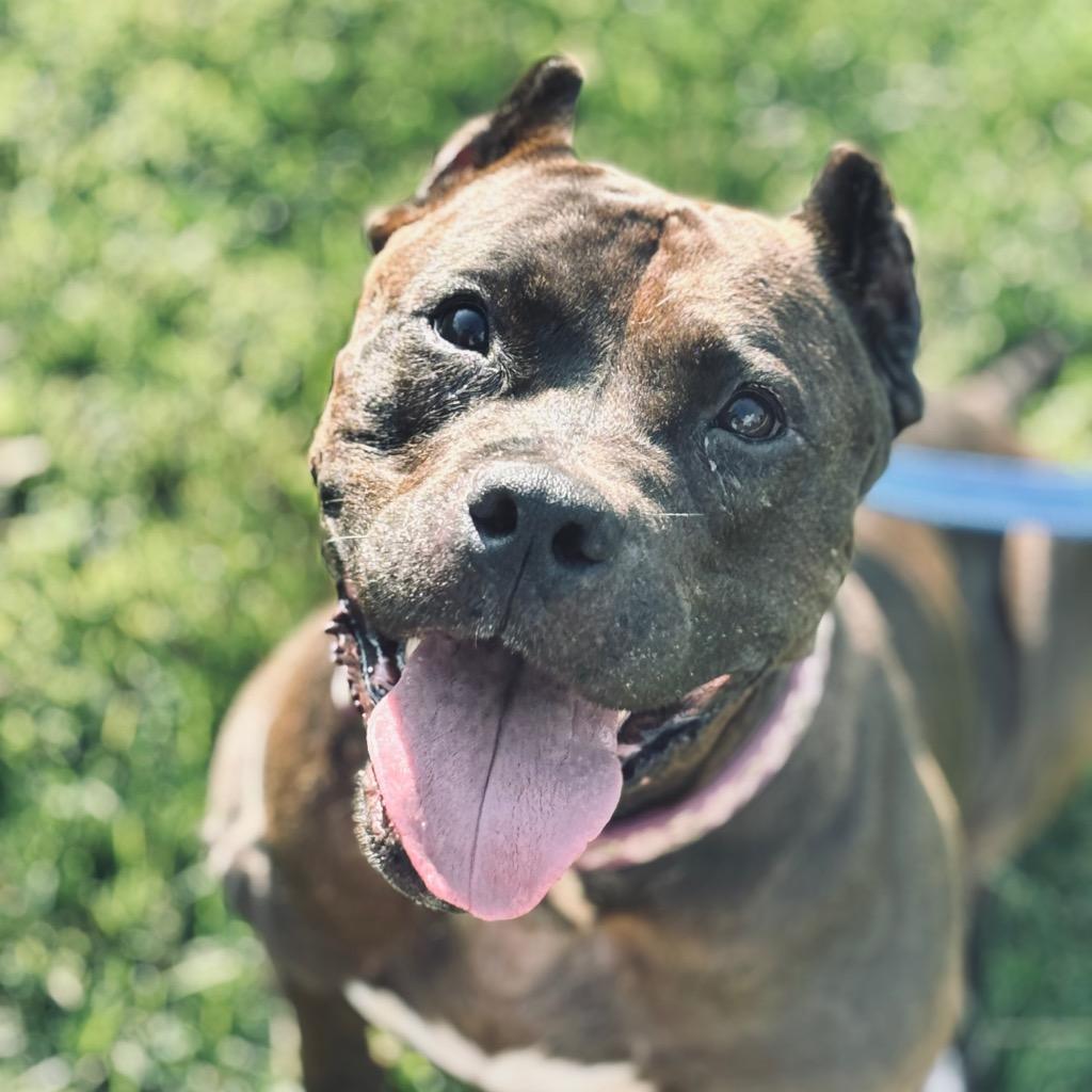Enlarge Hershey, a Adoptable mixed breed in State College, PA image 5/6