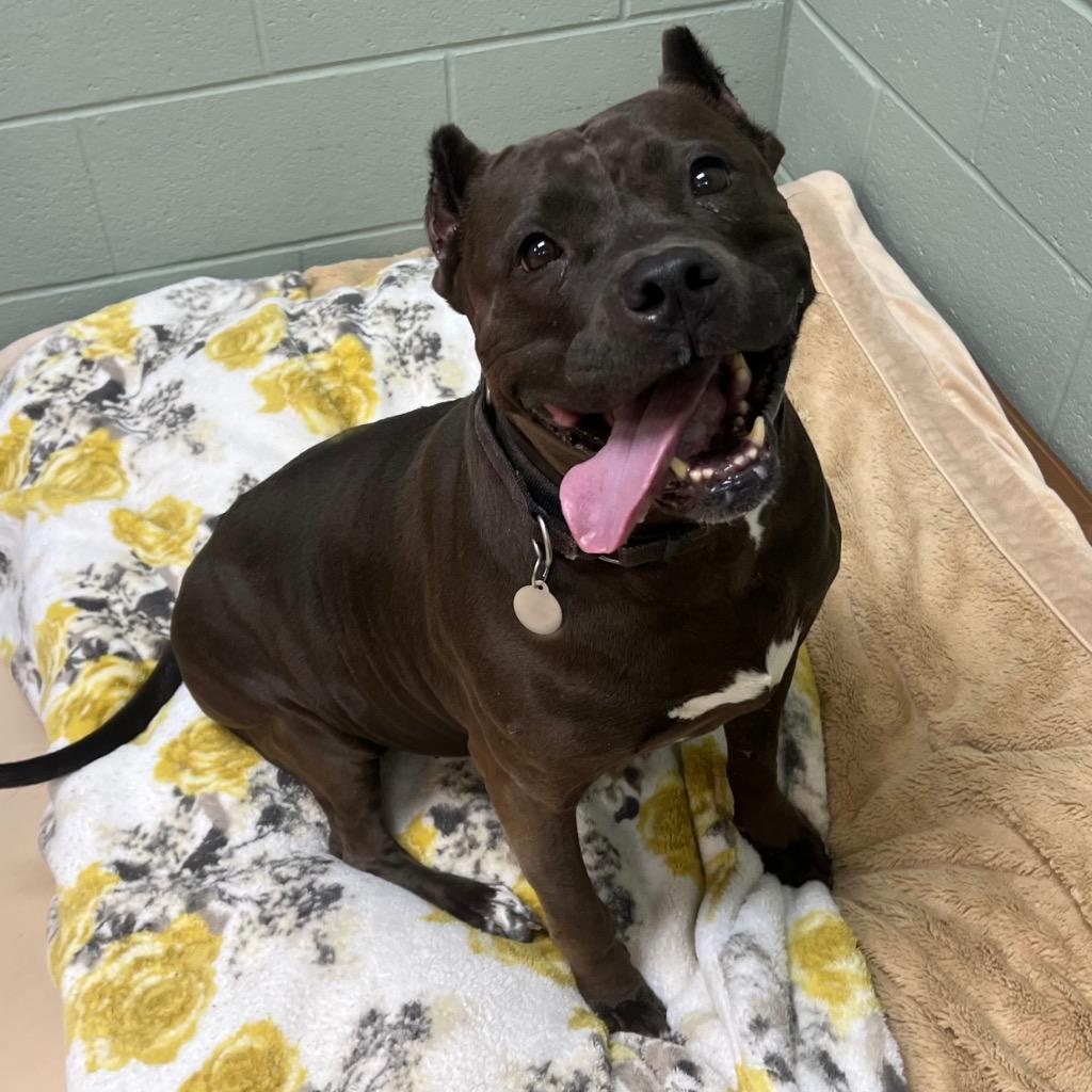 Enlarge Hershey, a Adoptable mixed breed in State College, PA image 6/6
