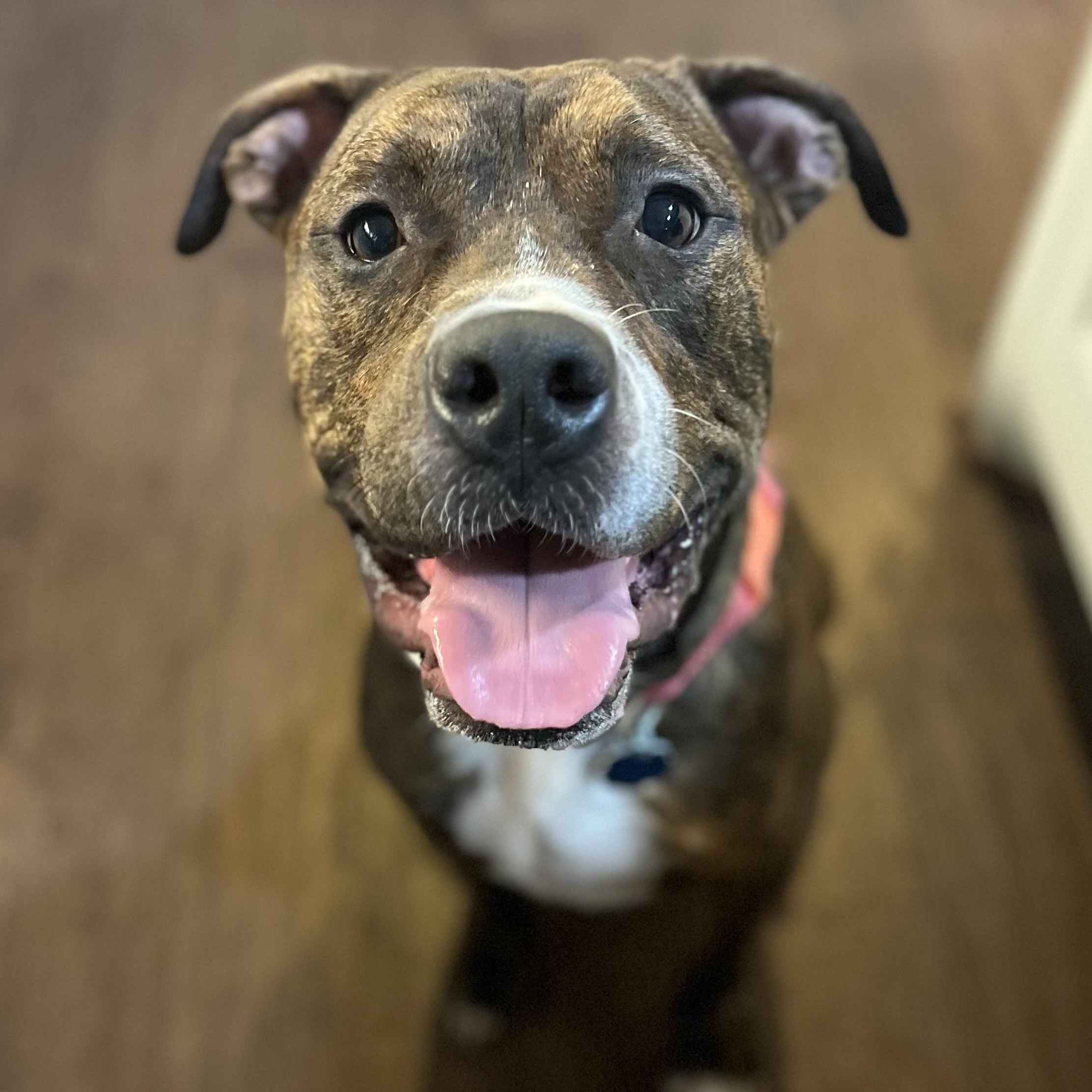 Ozzy, a Adoptable mixed breed in Houston, TX image 2/5
