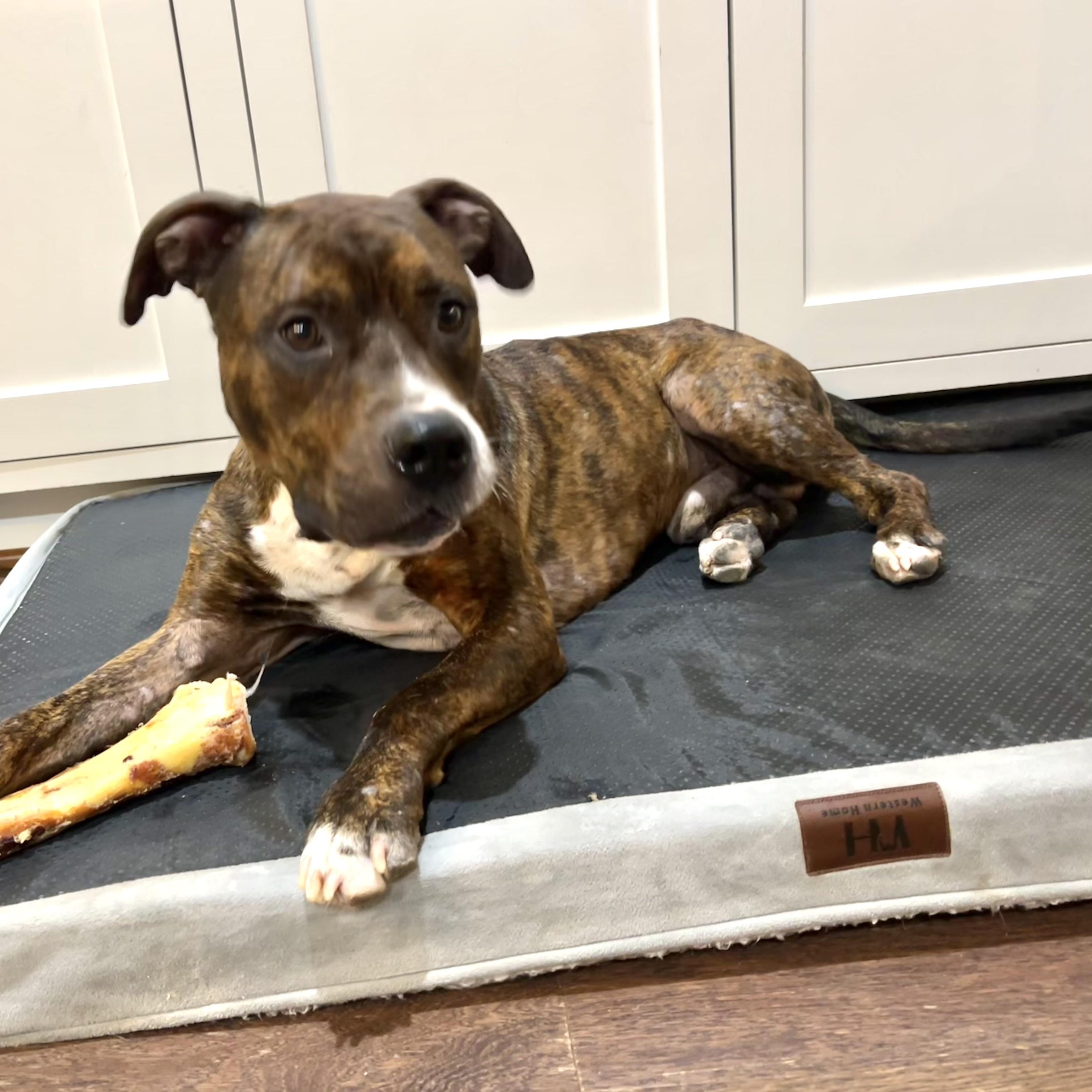 Ozzy, a Adoptable mixed breed in Houston, TX image 4/5