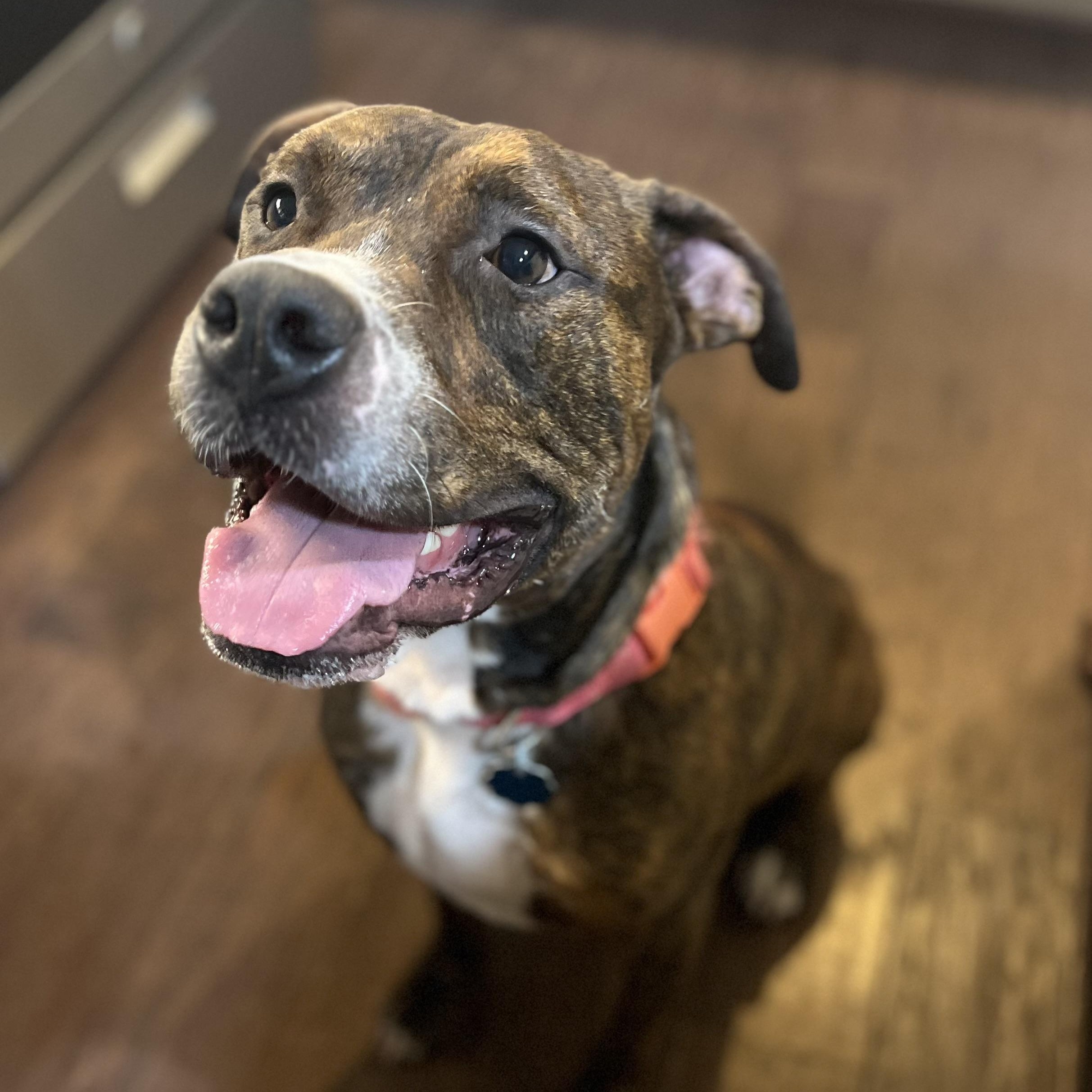 Ozzy, a Adoptable mixed breed in Houston, TX image 1/5