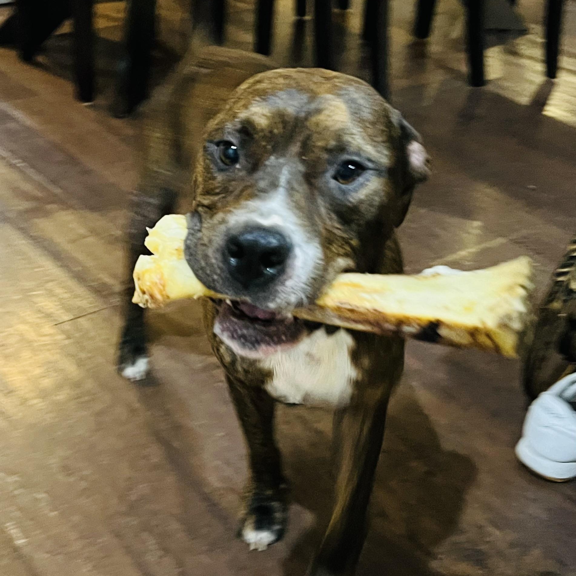 Ozzy, Adoptable, Young Male American Staffordshire Terrier.