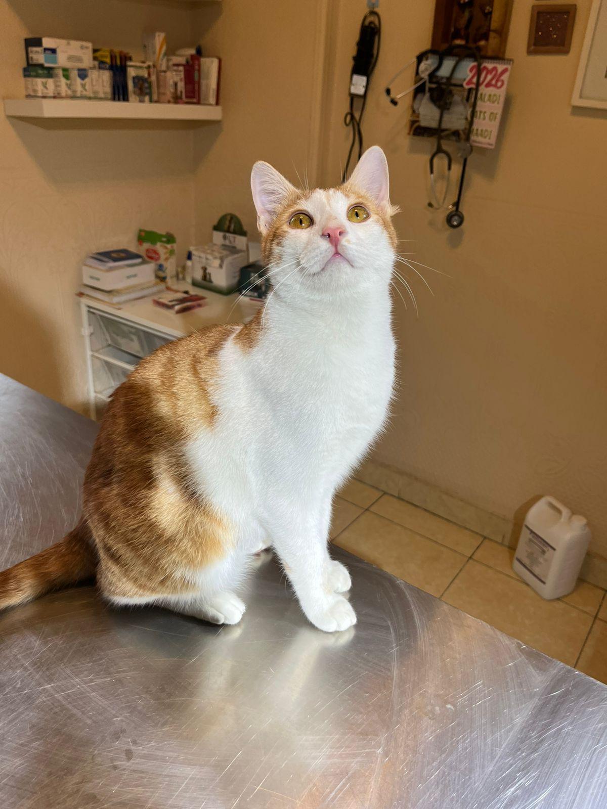 Enlarge Hamdi, a ADOPTABLE mixed breed in North York, ON image 2/2