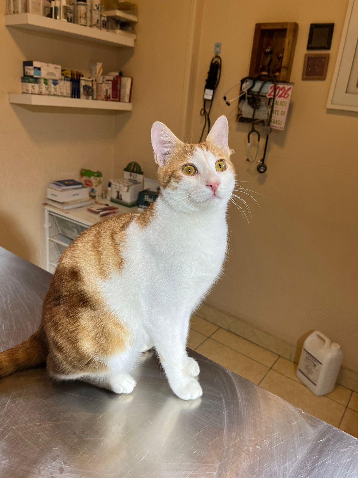 Enlarge Hamdi, a ADOPTABLE mixed breed in North York, ON image 1/2