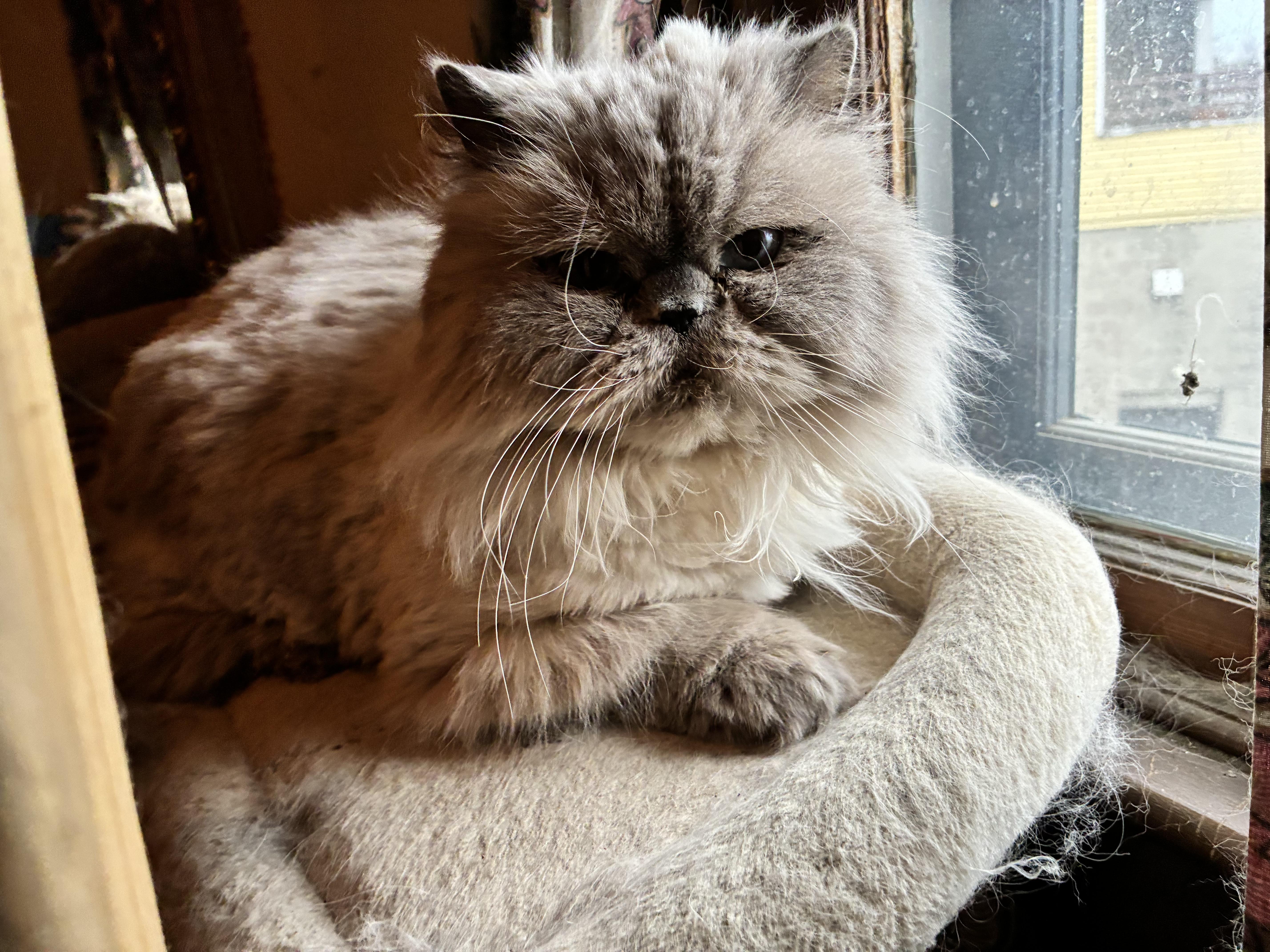 Moki, an adoption pending Himalayan in Indianapolis, IN image 2/2