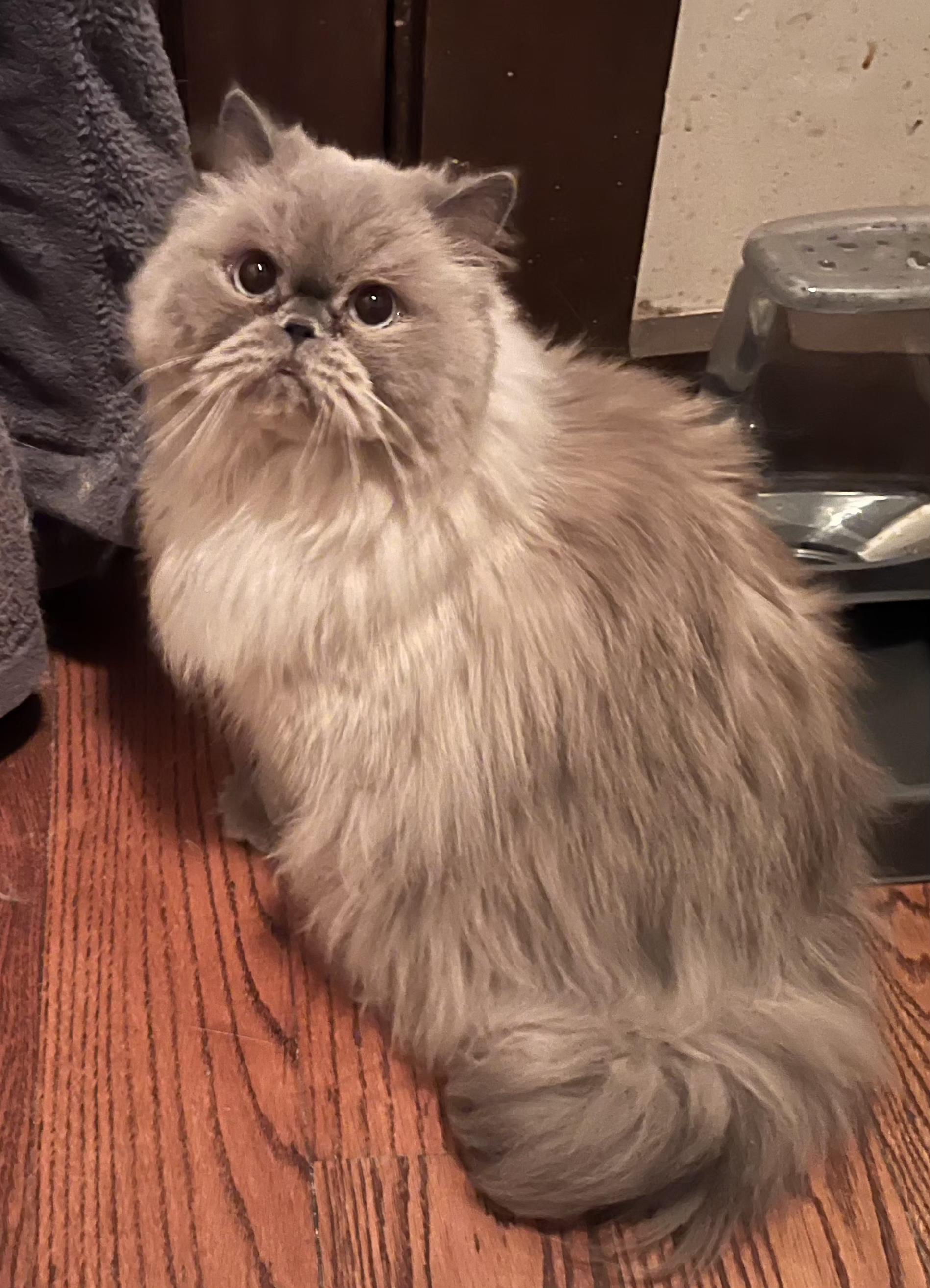 Moki, an adoption pending Himalayan in Indianapolis, IN image 1/2