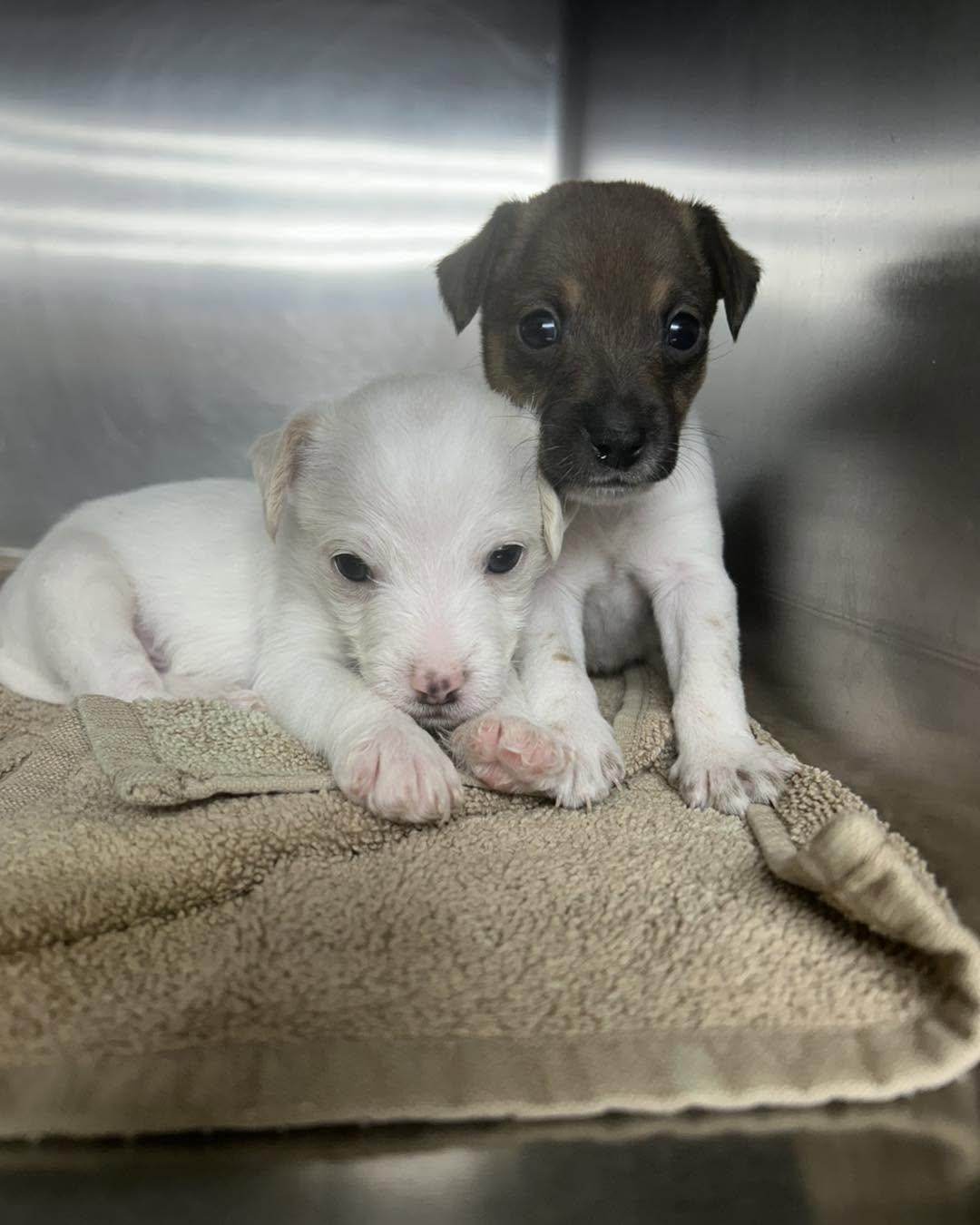 Tamale & Taco [brothers], Adoptable, Puppy Male Jack Russell Terrier & Chihuahua.