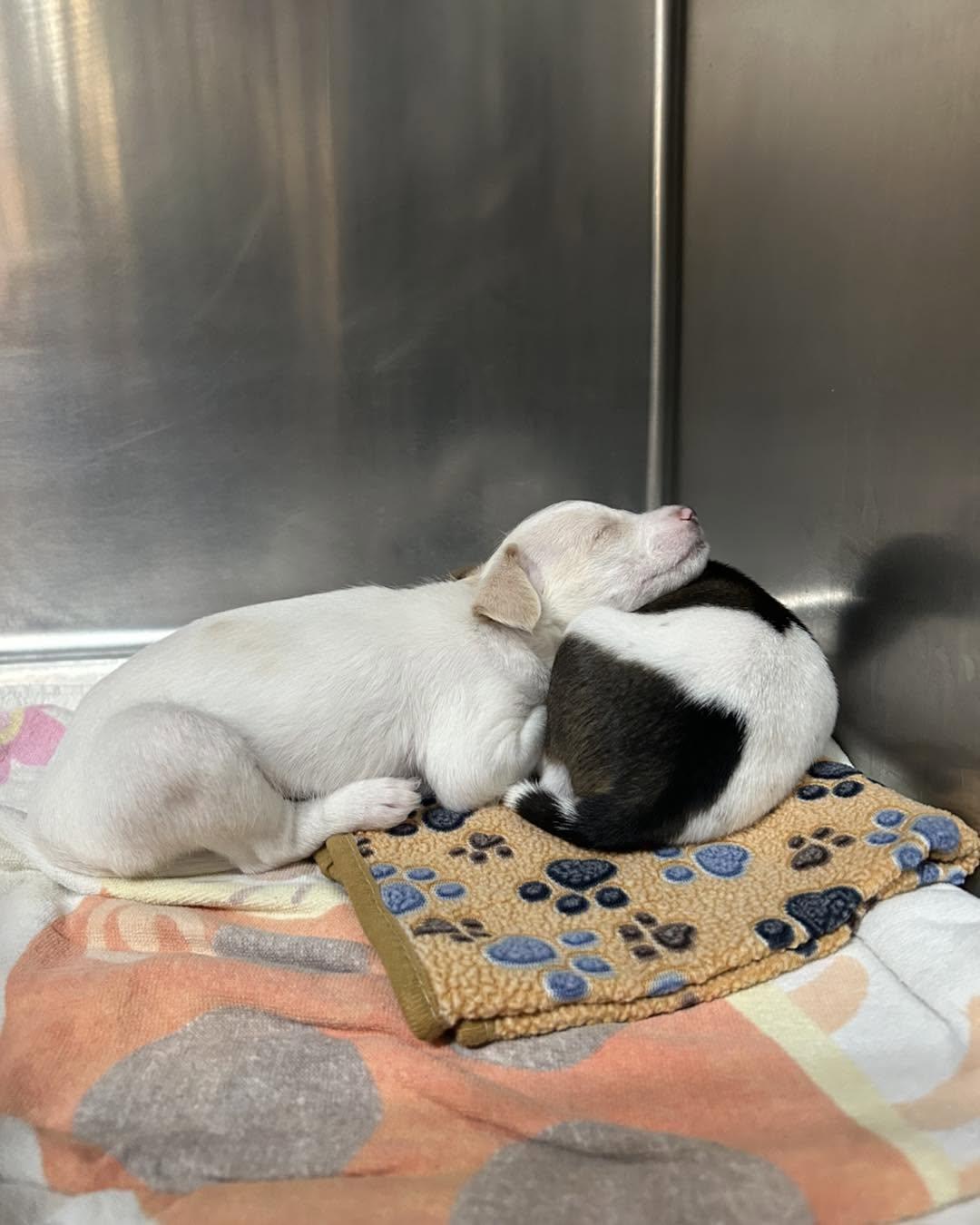 Enlarge Tamale & Taco [brothers], a Adoptable mixed breed in Tallahassee, FL image 3/3