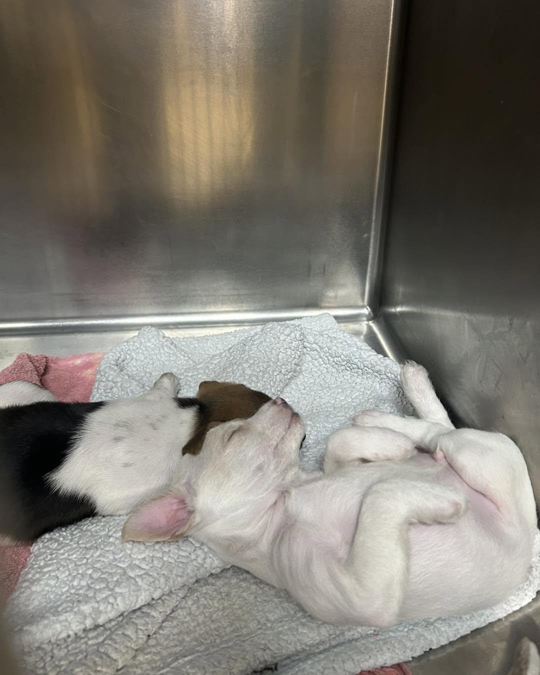 Enlarge Tamale & Taco [brothers], a Adoptable mixed breed in Tallahassee, FL image 2/3