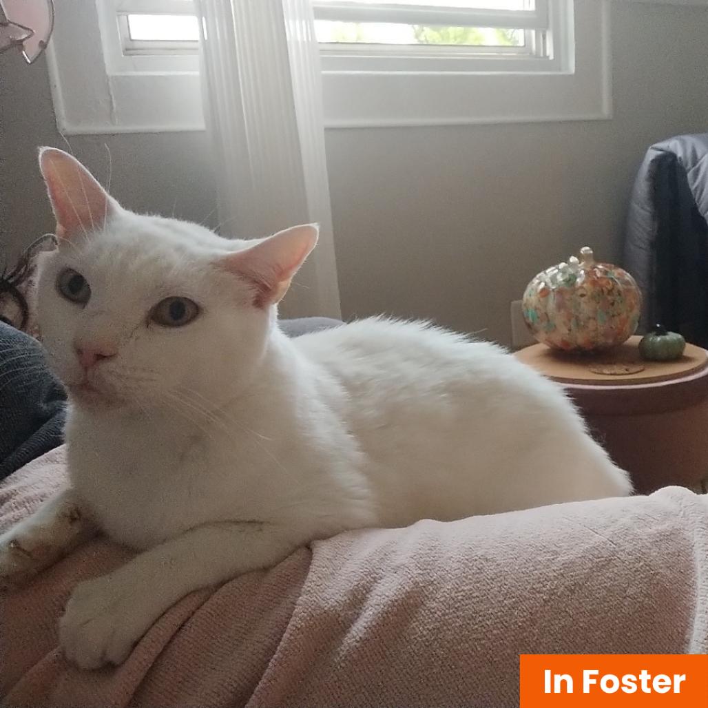 Enlarge Alpaca, a Adoptable Domestic Short Hair in Baltimore, MD image 1/3