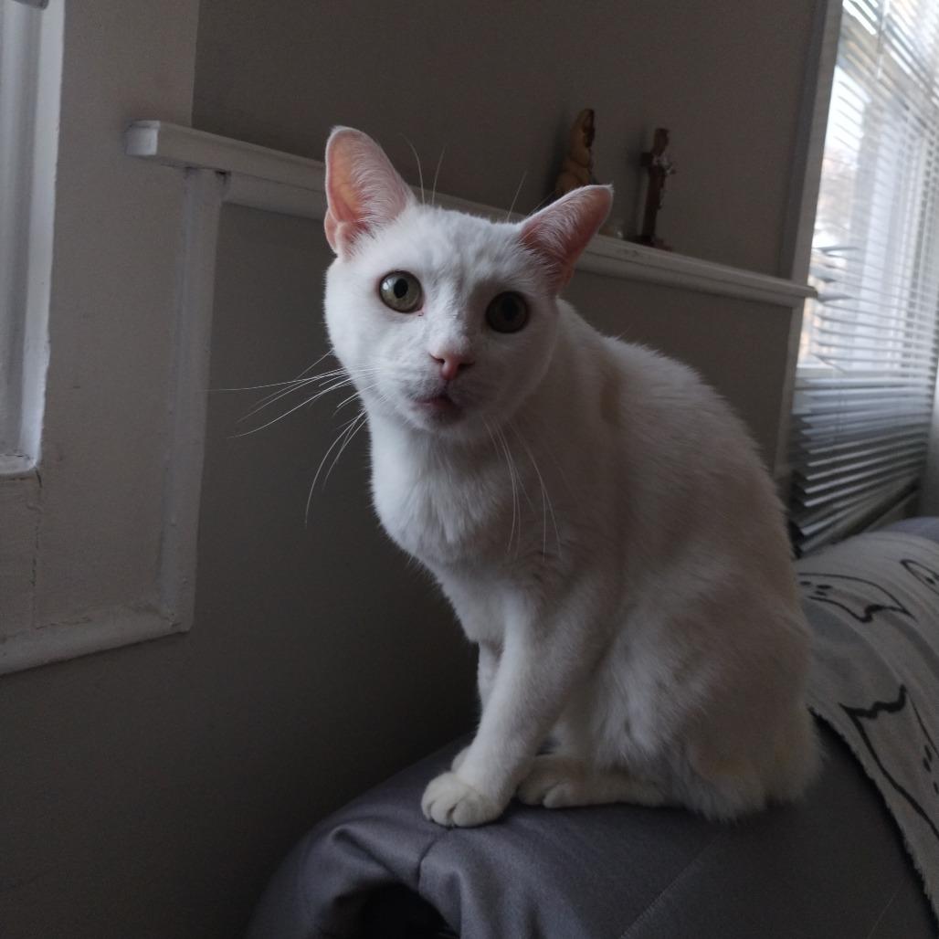 Enlarge Alpaca, a Adoptable Domestic Short Hair in Baltimore, MD image 2/3