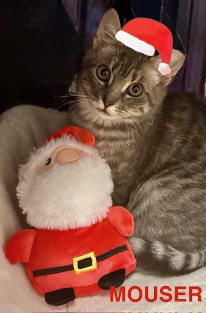 Mouser, Adoptable, Young Male American Shorthair.