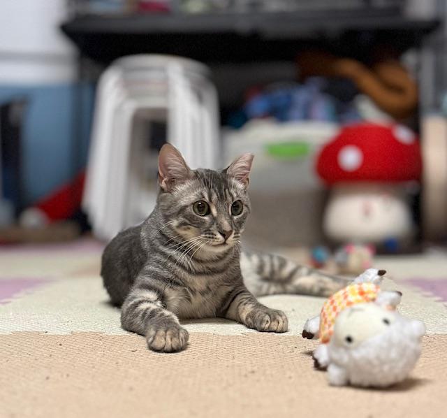 Enlarge Mouser, a Adoptable American Shorthair in Mount Pleasant, SC image 3/5