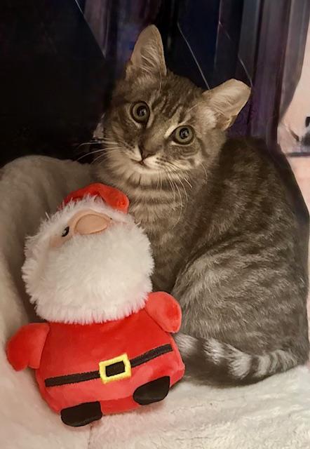 Mouser, Adoptable, Kitten Male American Shorthair.