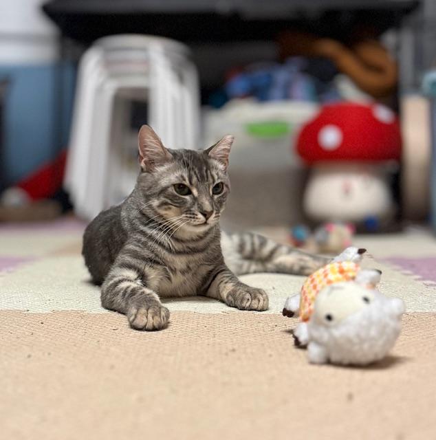 Enlarge Mouser, a Adoptable American Shorthair in Mount Pleasant, SC image 1/5