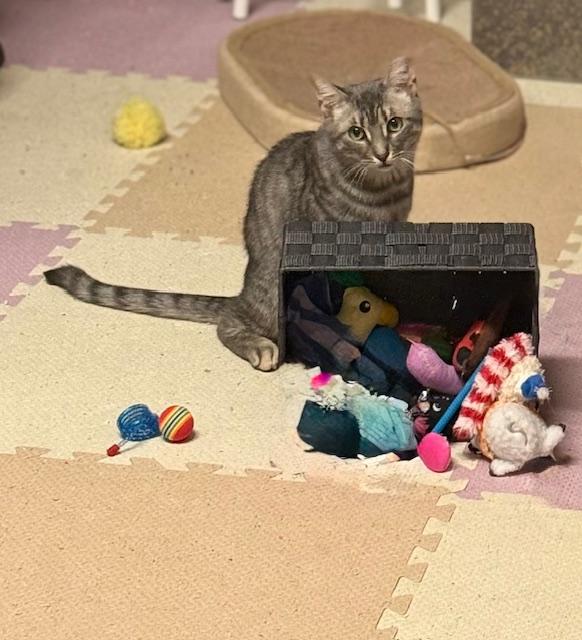 Enlarge Mouser, a Adoptable American Shorthair in Mount Pleasant, SC image 2/5