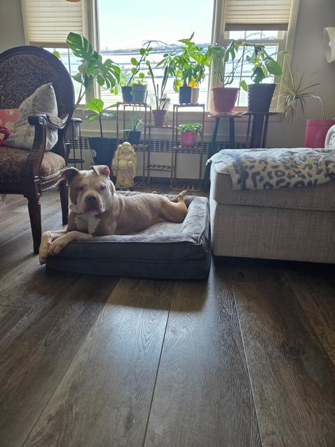 Khloe, Adopted, Young Female American Bulldog & American Staffordshire Terrier.