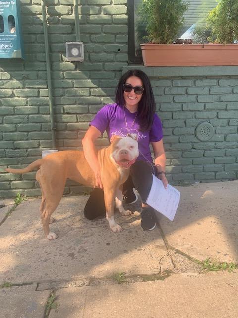 Khloe, a Adopted mixed breed in Lyndhurst, NJ image 2/6