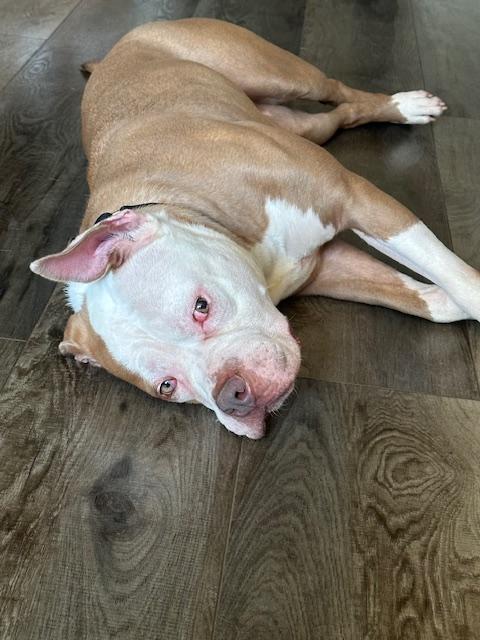 Khloe, a Adopted mixed breed in Lyndhurst, NJ image 3/6