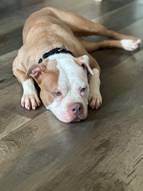 Khloe, a Adopted mixed breed in Lyndhurst, NJ image 4/6