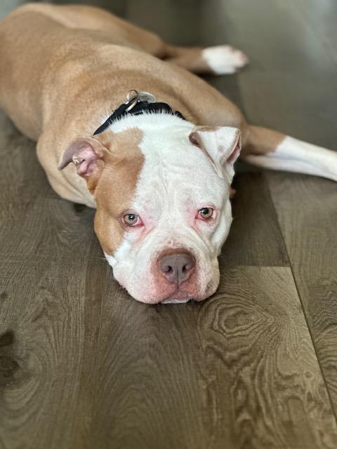 Khloe, a Adopted mixed breed in Lyndhurst, NJ image 6/6