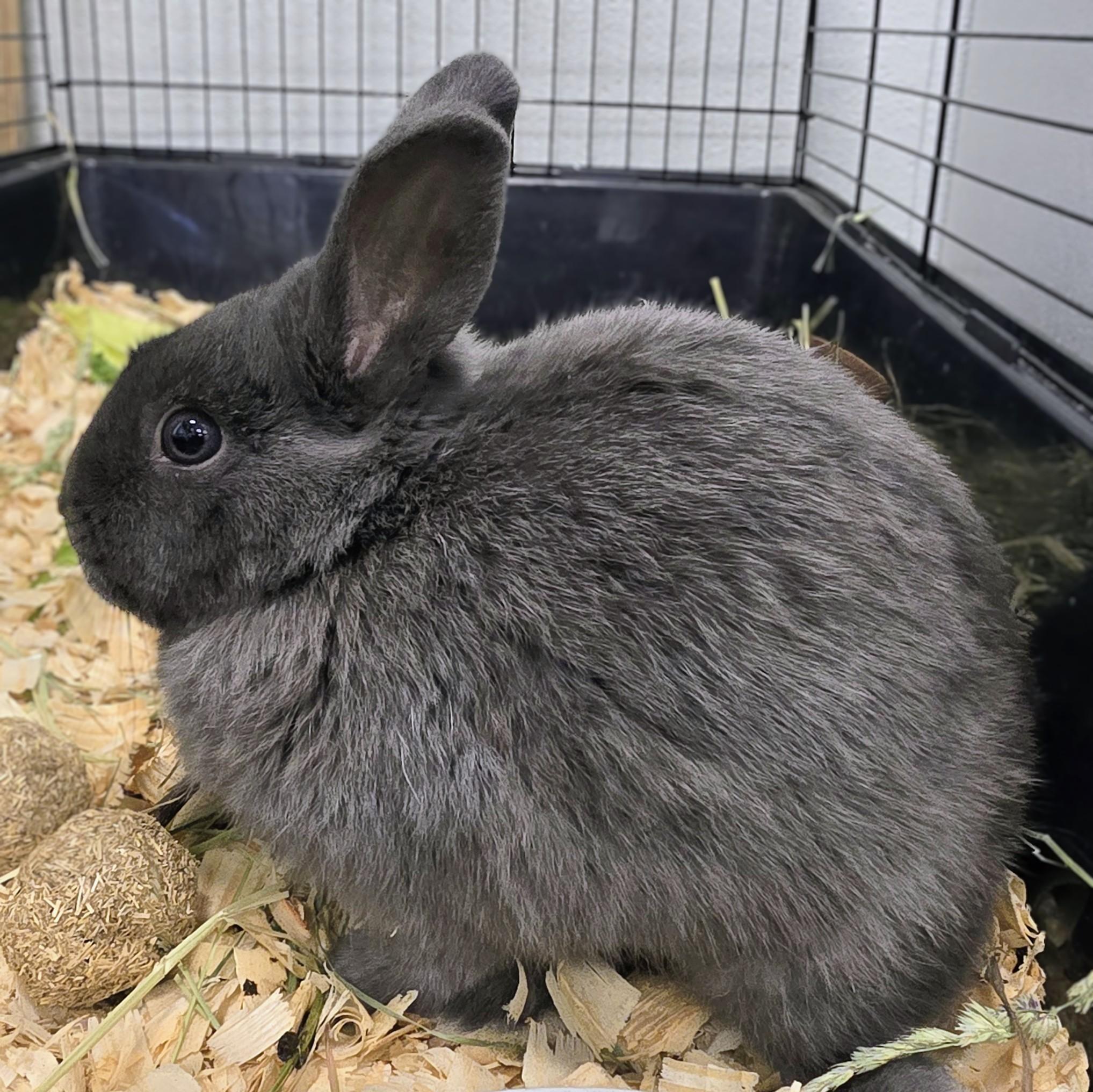 Enlarge #95 Bluebell, an adopted Dwarf in Amityville, NY image 2/2