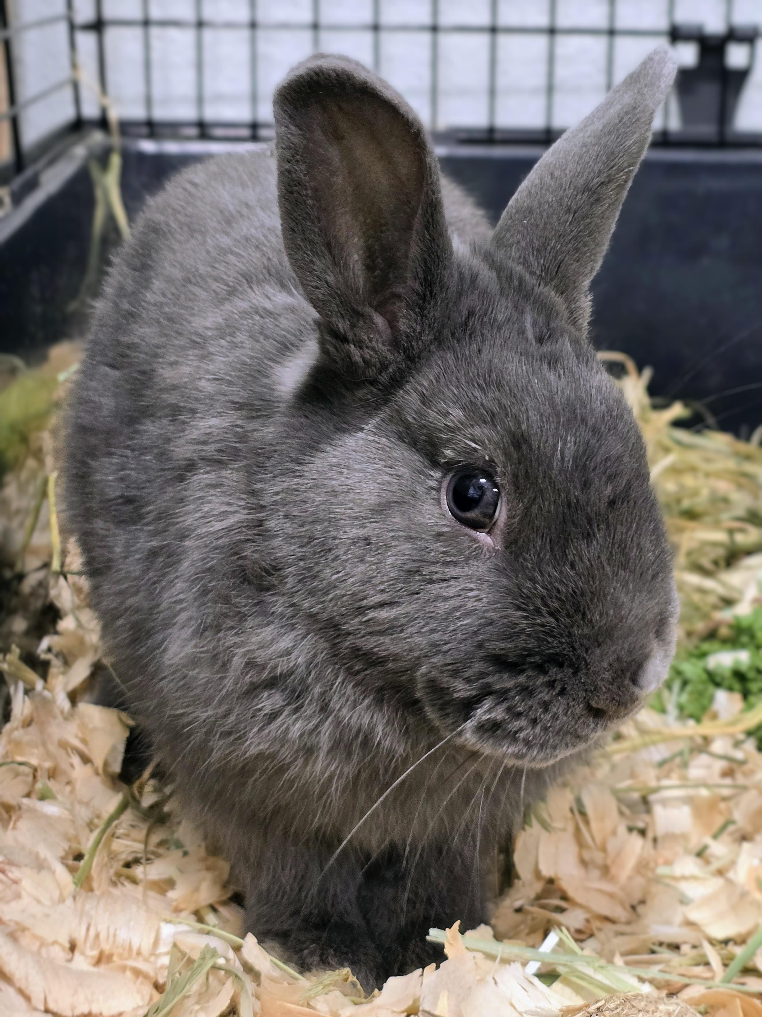 Enlarge #95 Bluebell, an adopted Dwarf in Amityville, NY image 1/2