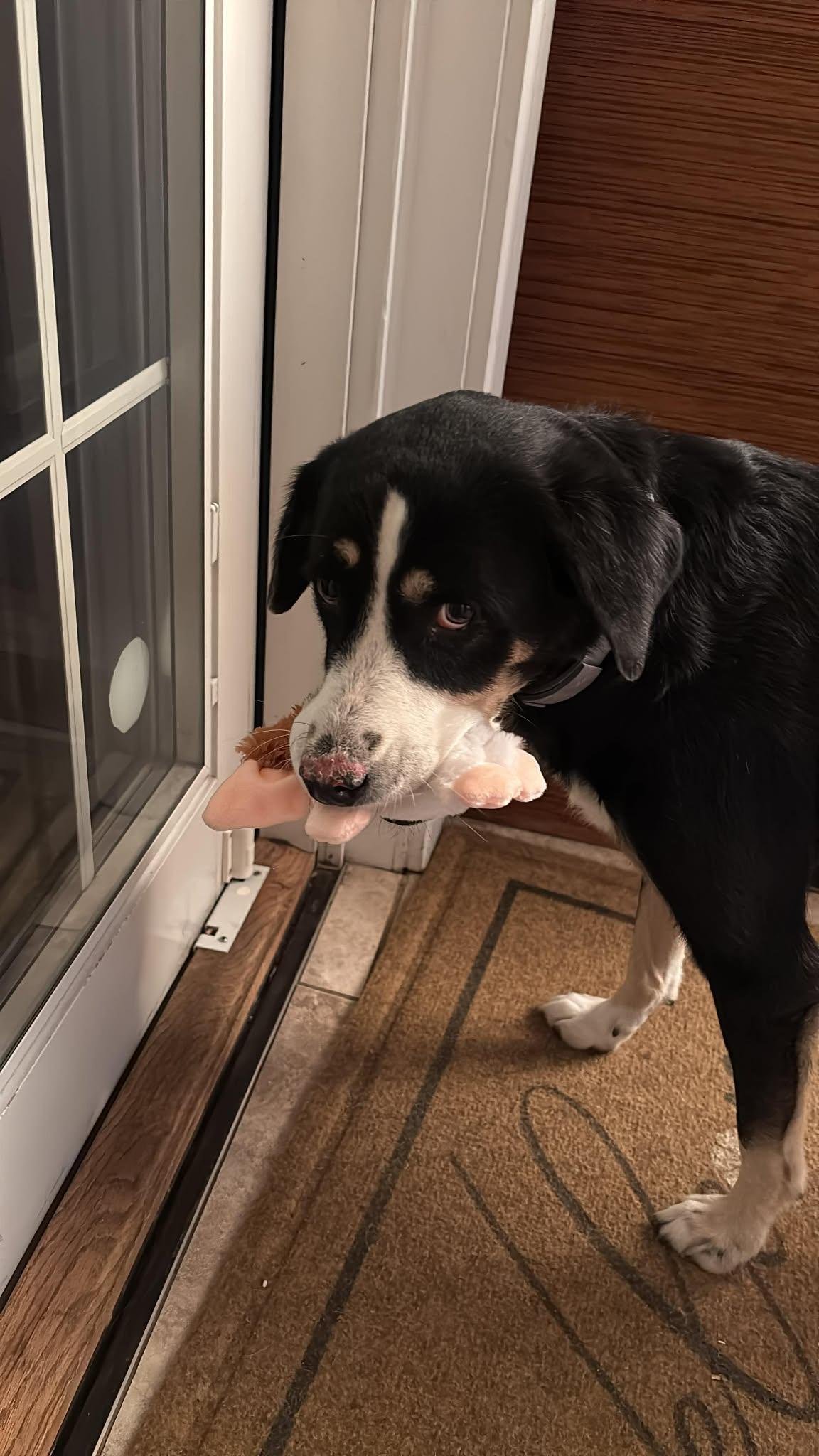 Midnight Whiskers Albania — thumbnail 4