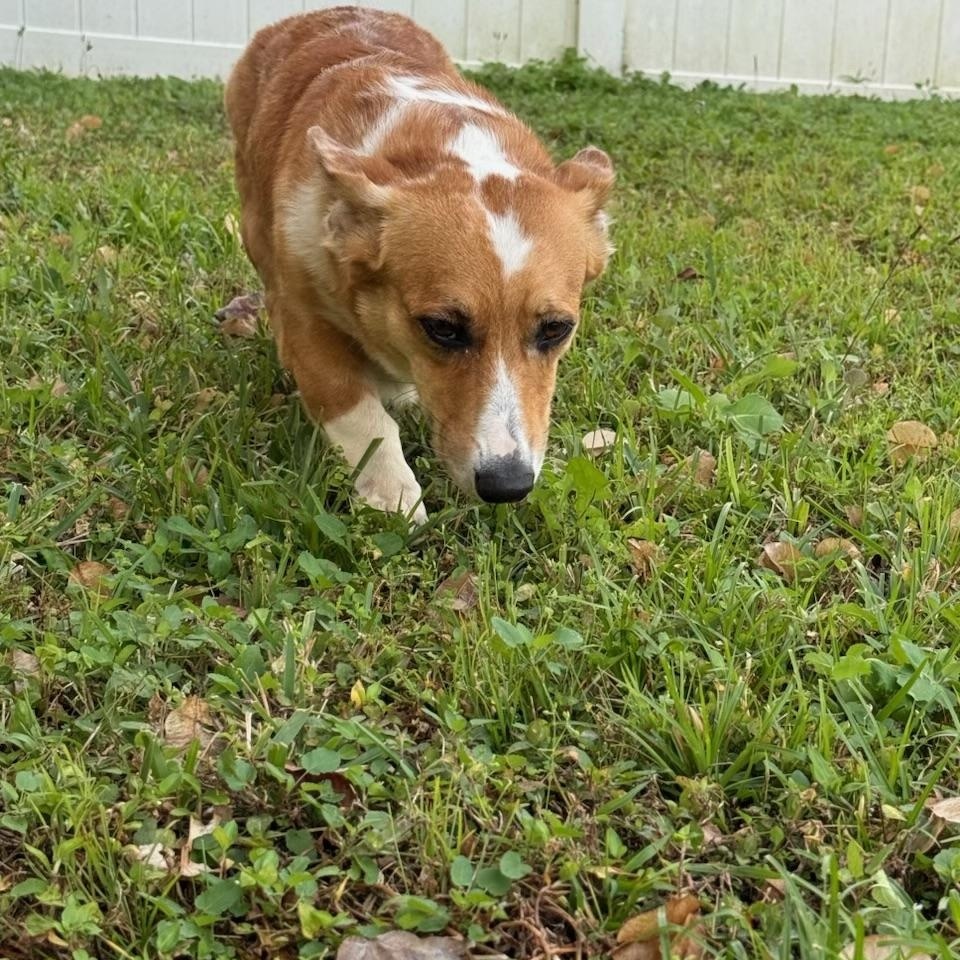 Enlarge Marnie, an adopted Corgi in Orlando, FL image 2/5
